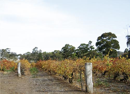 12 cabernets sauvignon: Que valent les cabernets à 9.95 francs?