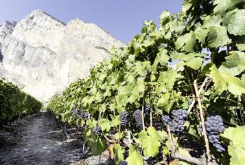 12 vins rouges valaisans: Le plumage trahit le ramage