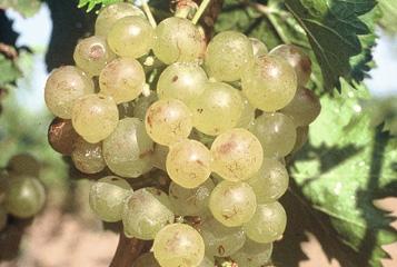 6 vins de dessert et 6 muscats mutés: Doux n’est pas dessert