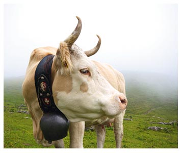 La campagne, c’est aussi les vaches et leurs cloches