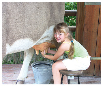 Lait cru oui, mais bouilli...