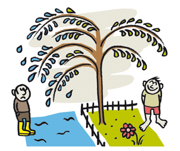 Le saule perfore, les voisins pleurent