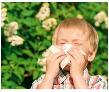Les allergies sous la loupe