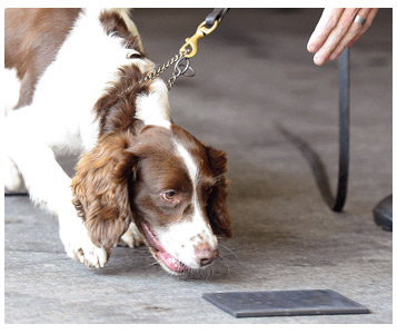 L’argent a de l’odeur… pour les chiens