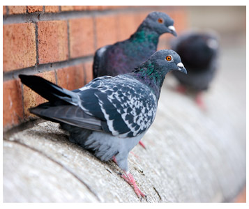 Un squatter nommé pigeon