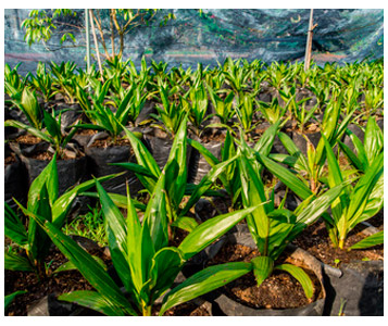Huile de palme: certificats de bonne conscience?