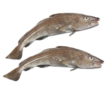 Poisson durable