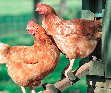 Une poule dans mon jardin