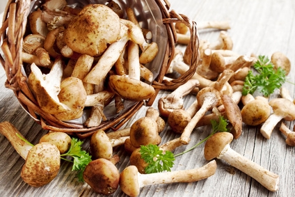Prudence avec les champignons!