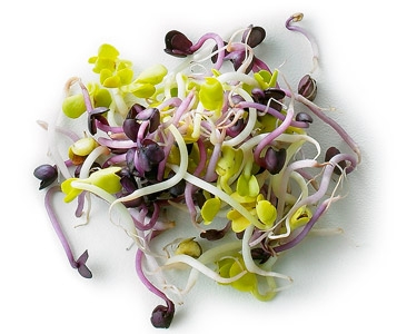 Graines de légumes germées: plus de bactéries que de vitamines