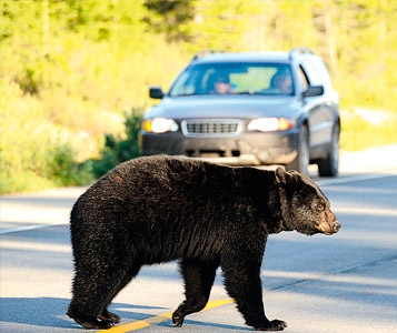 Privé de voiture au Canada