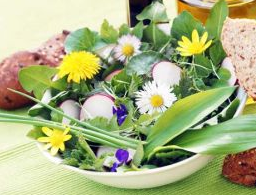 Le pissenlit n’est pas qu’une mauvaise herbe