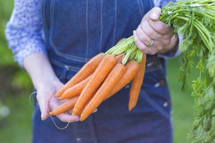 Les carottes espagnoles de Bio Suisse