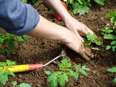 Des applications pour jardiner