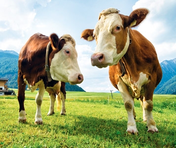 Lait vaudois ou genevois?
