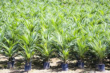 Huile de palme: peut-on y échapper?