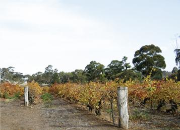 12 cabernets sauvignon: Que valent les cabernets à 9.95 francs?