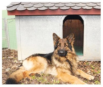 Une RC pour mon chien