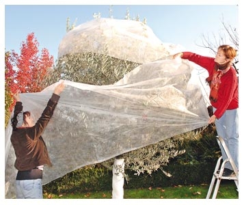 Des arbres protégés pour l’hiver