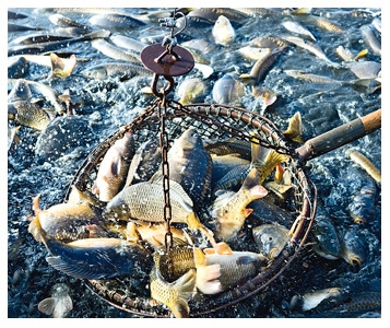 Conservation du poisson  