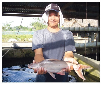 Le pangasius en eaux troubles
