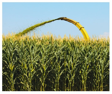 OGM et aliments