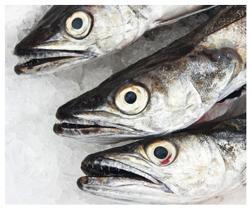 Le filet de merlu se fait la malle