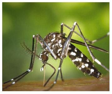 Sus aux espèces invasives 