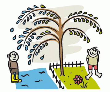 Le saule perfore, les voisins pleurent