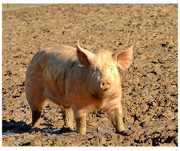 Du lard ou du cochon IP