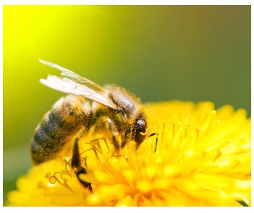 Des abeilles menacées par des pesticides