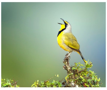 Libre comme l’oiseau sur la branche?