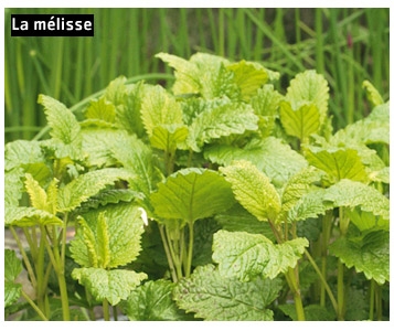 Chéri, va chercher de l’aspirine au jardin!