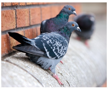 Un squatter nommé pigeon