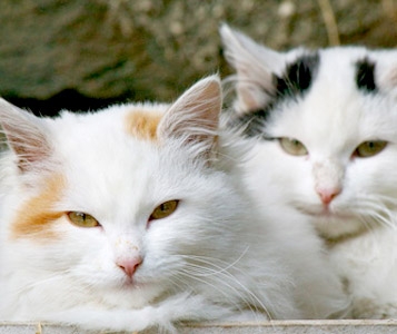 Tout pour les chats?