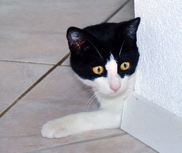 Entre chat et RC