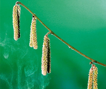 Allergies: les remèdes à éviter 