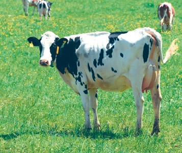 Mon épargne est dans le pré