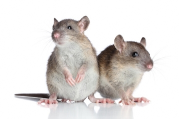 Rat-le-bol!