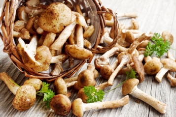 Prudence avec les champignons!