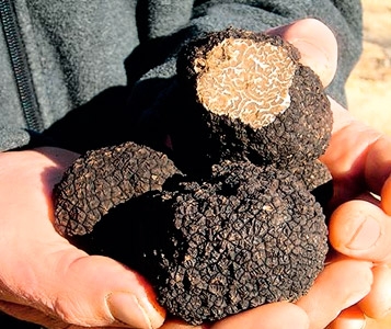 Chasse à la truffe au pied du Jura