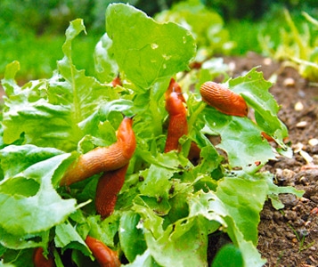 Les Ripostes aux limaces