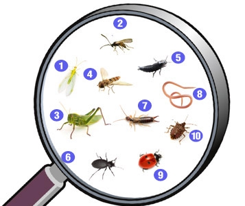 Remplacer les pesticides par des insectes 