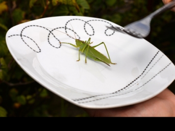 Des insectes au menu dès l'an prochain