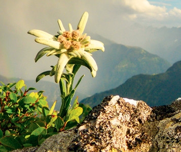 Le goût de l’edelweiss