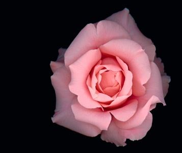 Pour que les roses restent fraîches