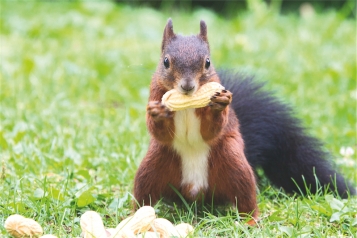 7 comptes d’épargne boostée: L’épargne peut rapporter davantage que des cacahuètes