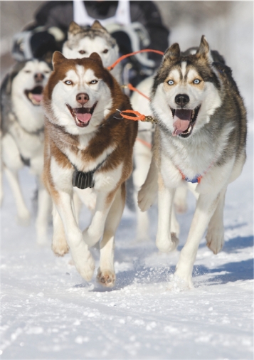 Un petit tour à skis? Non, en huskies! 