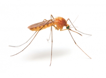 Zika, c’est pas pour toi