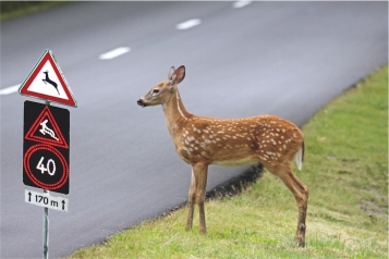 Apprendre au gibier à traverser la route
